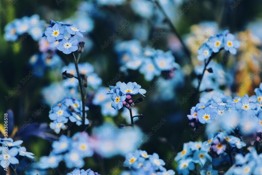 Water forget me not flowers rare capture in Poland Water forget me not flowers rare capture in Poland