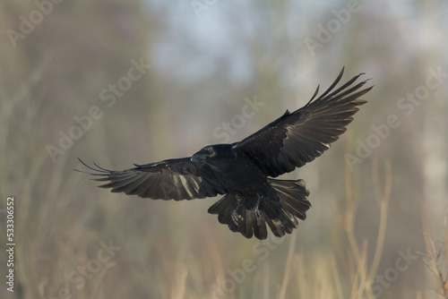 A beautiful raven ( Corvus corax ) North Poland Europe black bird crow flying bird