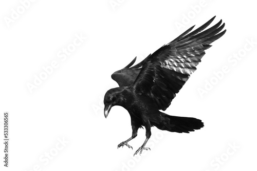Bird flying raven isolated on white background Corvus corax. Halloween