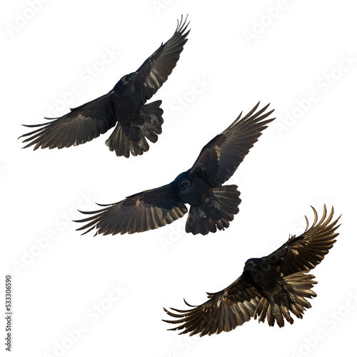 Birds flying ravens isolated on white background Corvus corax. Halloween - mix three birds © Marcin Perkowski