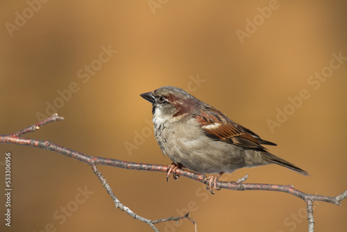 Bird - House sparrow Passer domesticus sitting on the branch nex to the feeder, winter time, orange background