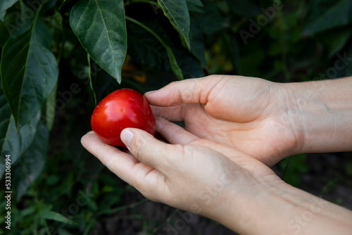 Wallpaper Mural Hands of woman holding red bell pepper in vegetable garden Torontodigital.ca