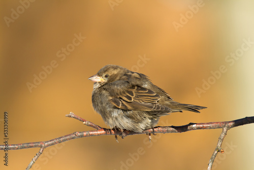 Bird - House sparrow Passer domesticus sitting on the branch nex to the feeder, winter time, orange background