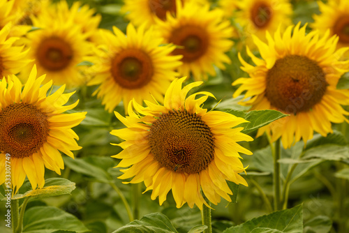 Fototapeta Naklejka Na Ścianę i Meble -  Beautiful field of blooming sunflowers, sunflower field natural background