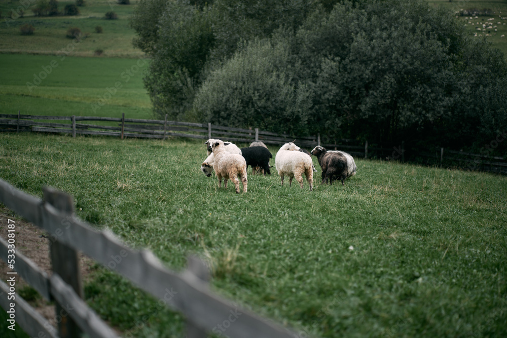 Obraz premium Herd of sheep in the mountains - The Tatra Mountains, Poland, Zakopane.