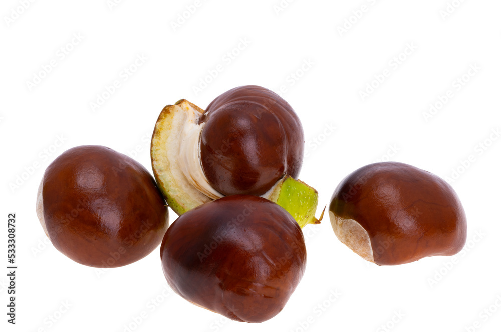 chestnut isolated chestnut isolated