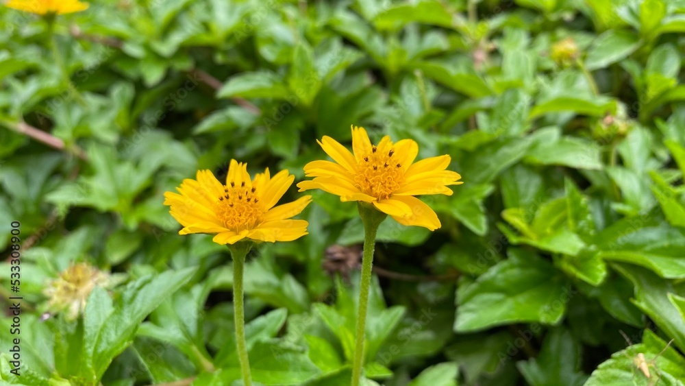yellow dandelion flower yellow dandelion flower
