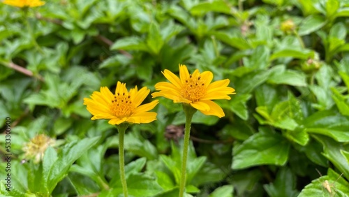 yellow dandelion flower