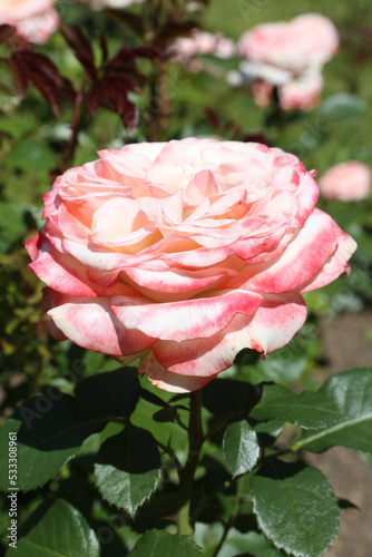 Bicolor rose (grade Aliska) in Moscow garden. Buds, inflorescence of flower closeup. Summer nature. Postcard with bicolor rose. Roses blooming. Red flowers, red-white rose blossom. Photo of flower