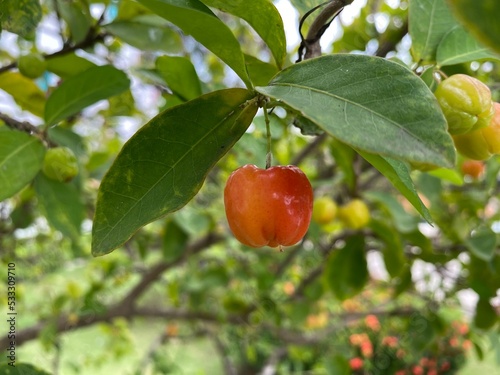 apples on a tree