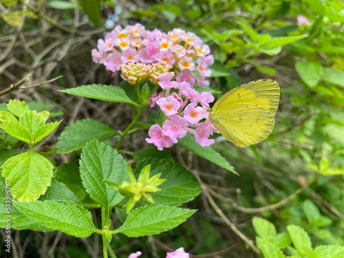 butterfly on flower