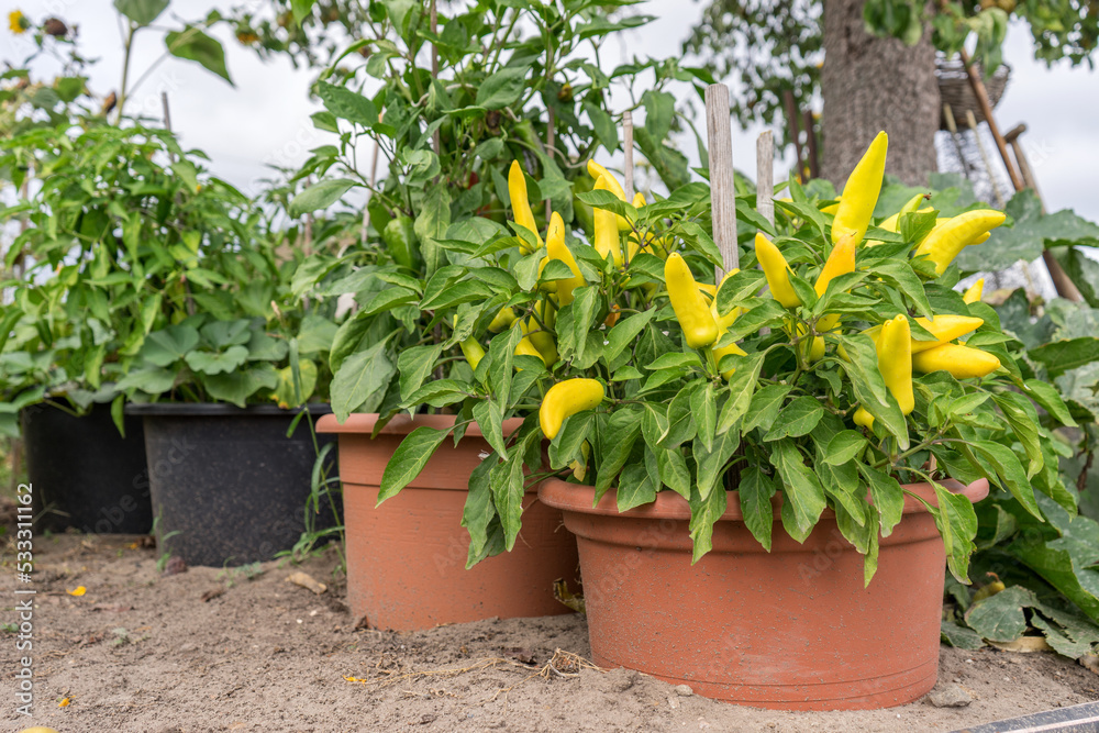 Plant with yellow peppers in a pot