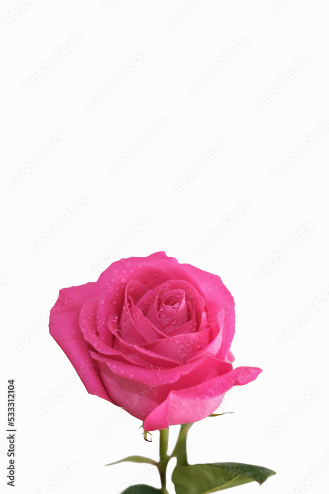 fresh pink rose flower isolated. rose petals with water drops fresh pink rose flower isolated. rose petals with water drops