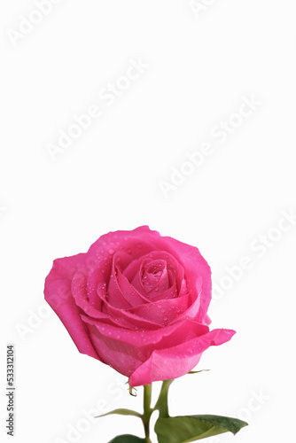 fresh pink rose flower isolated. rose petals with water drops
