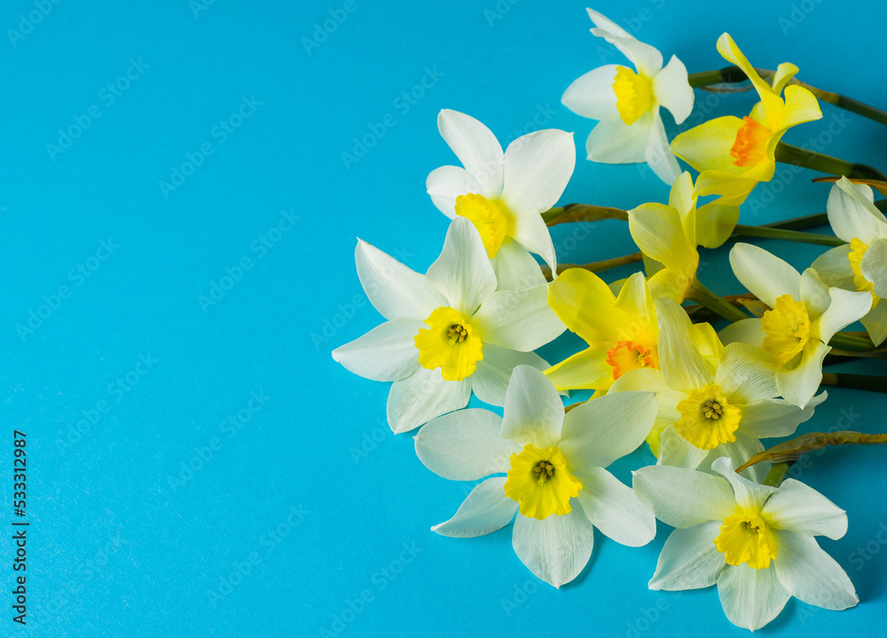 Obraz premium White and yellow daffodils on a blue background. Flower with orange center. Spring flowers. A simple daffodil bud. Narcissus bouquet. Floral concept.