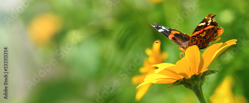 Butterfly and flower. Butterfly admiral on a yellow flower (Vanessa cardui, Nymphalidae). Banner photo