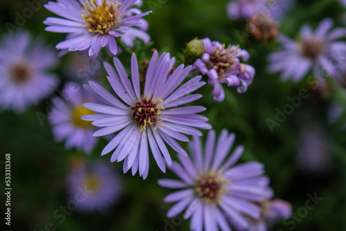 bee on Michaelmas Daisies or purple flower