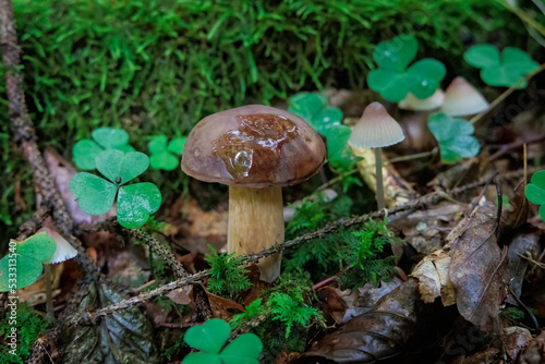 A young bay bolete on the forest floor among moss and foliage is a desirable edible mushroom
