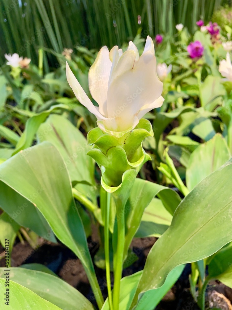 White Tulip flower in garden. White Tulip flower in garden.