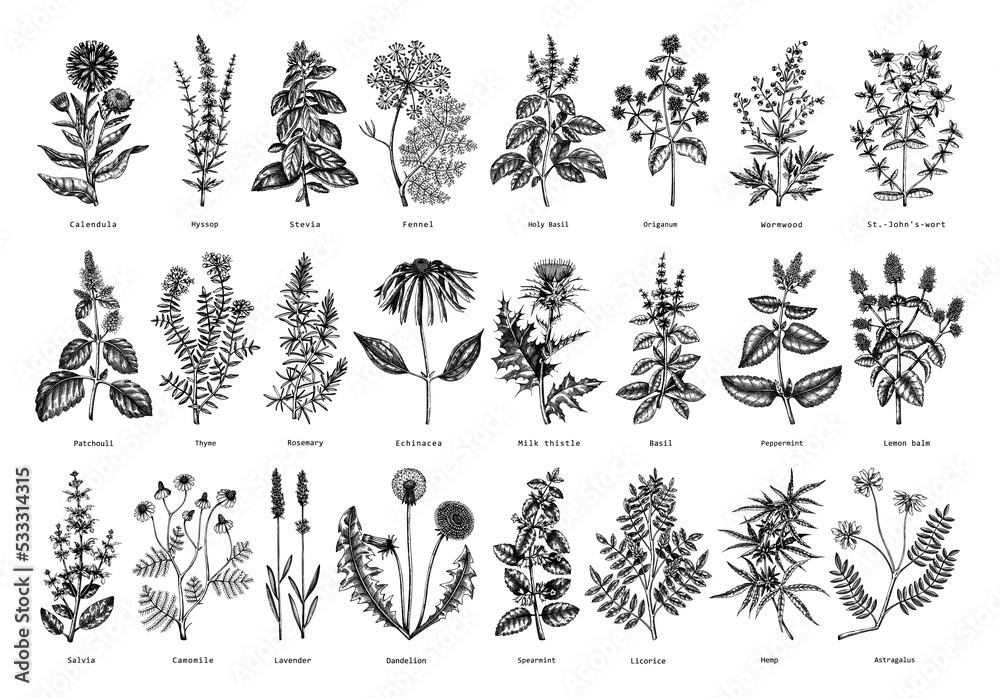 Obraz premium Vintage herbs illustrations. Sketched aromatic plants collection. Botanical design elements. Herbal tea ingredients. Hand drawn medicinal herbs for banners, stickers, label, packaging. Floral outlies