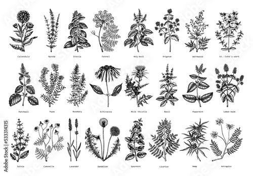 Vintage herbs illustrations. Sketched aromatic plants collection. Botanical design elements. Herbal tea ingredients. Hand drawn medicinal herbs for banners, stickers, label, packaging. Floral outlies photo