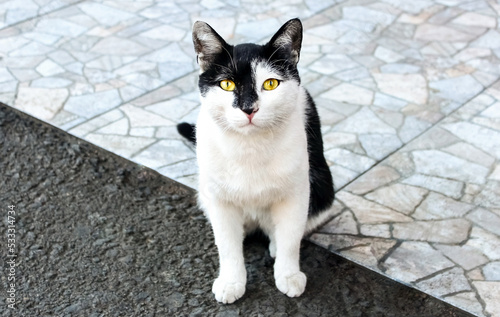 Homeless street black and white cat on the pavement © Valeria F