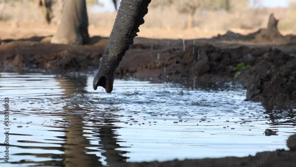 Static clip of the trunks of two elephants drinking and dripping water in Mashatu Game Reserve, Botswana. Static clip of the trunks of two elephants drinking and dripping water in Mashatu Game Reserve, Botswana.