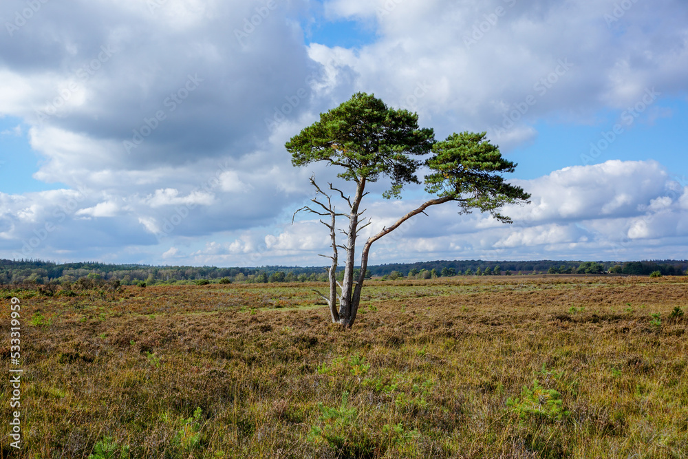 open heathland scene with single fir tree in center. Wild moor scenery. hiking in nature open heathland scene with single fir tree in center. Wild moor scenery. hiking in nature