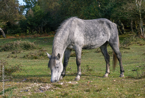 grey horse feeding in woodland. grazing horse in natural habitat during autumn