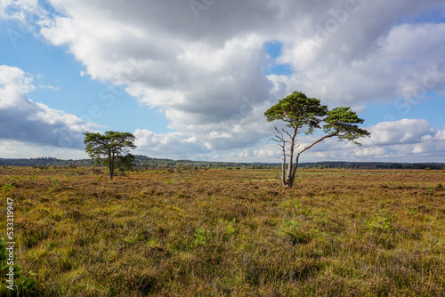 Open moor and heathland with two isolated trees. Peaceful open space in nature 