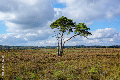 open heathland scene with single fir tree in center. Wild moor scenery. hiking in nature