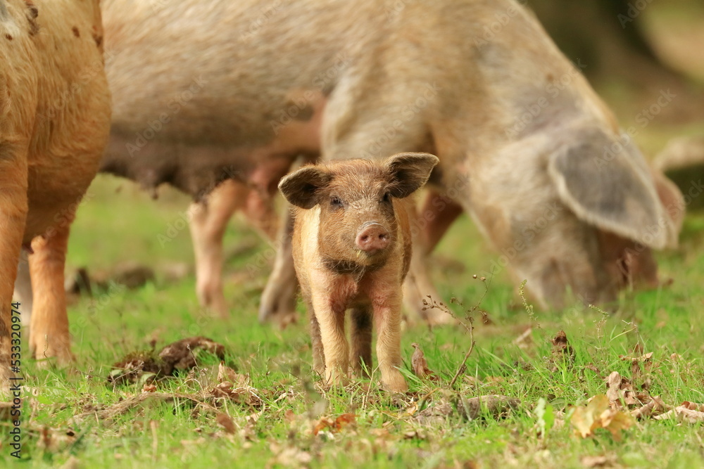 Pigs in nature on farmland. Funny animals scene. Pigs in nature on farmland. Funny animals scene.