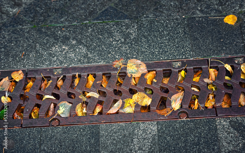 Fall leaves clogging drain in the street. Drain blocked by leaves in autumn season. Fallen leaves cover metal drainage grid. Flooding threat, fall leaves clogging storm drain