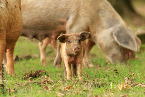 Pigs in nature on farmland. Funny animals scene. © Simun Ascic