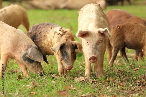 Pigs in nature on farmland. Funny animals scene. © Simun Ascic