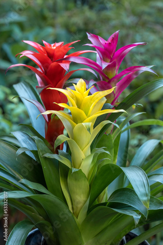 Slika na platnu Guzmania hybrid bromeliad plants in yellow, purple and red