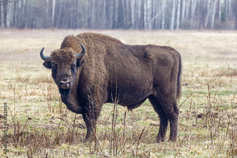 Żubr - Puszcza Białowieska