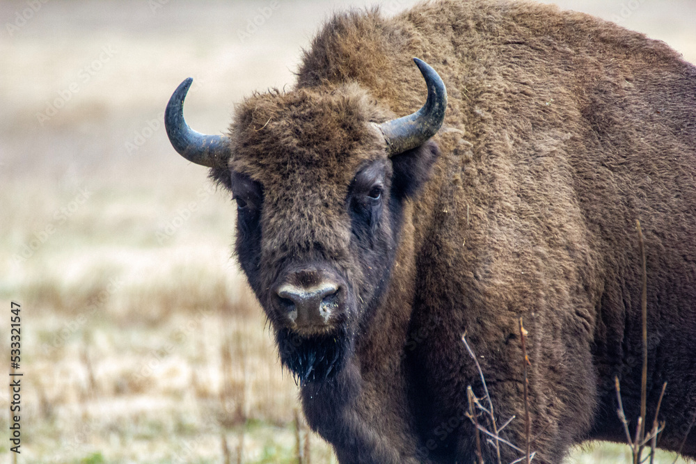 Żubr - Puszcza Białowieska Żubr - Puszcza Białowieska