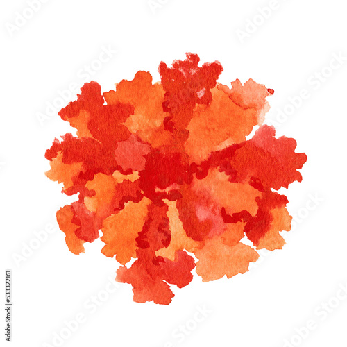 Marigold flower.Hand drawn Illustration in watercolor isolated on a white background.symbol of mexican holiday Day of dead.top view. detail, element, postcard, logo