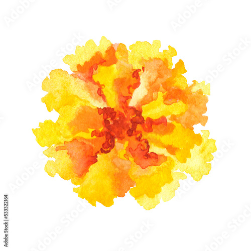 Marigold flower.Hand drawn Illustration in watercolor isolated on a white background.symbol of mexican holiday Day of dead.top view. detail, element, postcard, logo