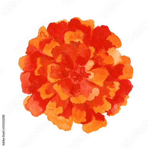Marigold flower.Hand drawn Illustration in watercolor isolated on a white background.top view. detail, element, postcard, logo