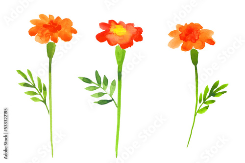 Marigold.Abstract flowers.Hand drawn Illustration in watercolor isolated on a white background.