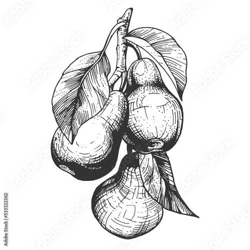 Vector drawing of a branch with pears and leaves. A hand-drawn sketch. Vintage style engraving