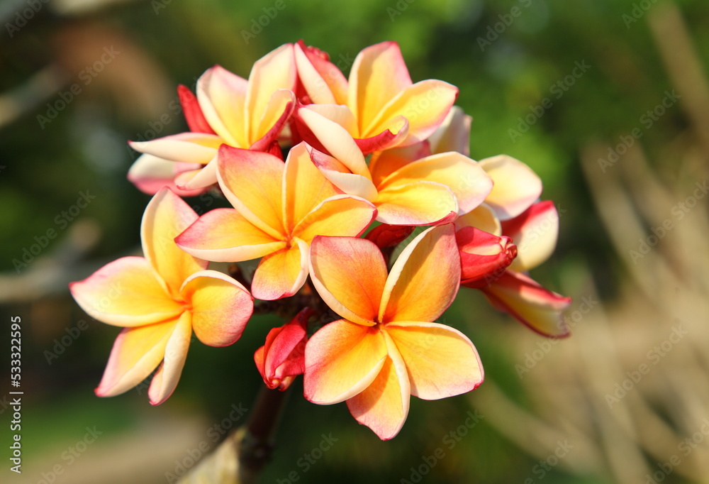 Colorful frangipani flower bouquet Colorful frangipani flower bouquet