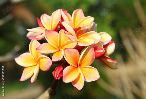 Colorful frangipani flower bouquet