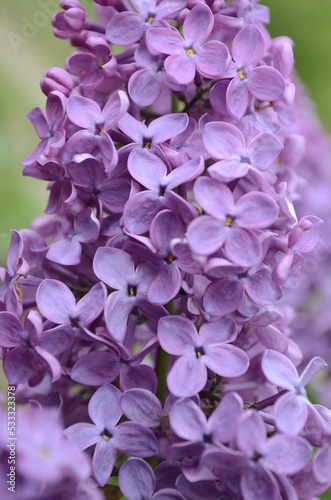 Purple lilac flowers