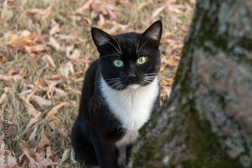 Black and white cat sits near a tree. The cat carefully looks up. The cat considers the tree