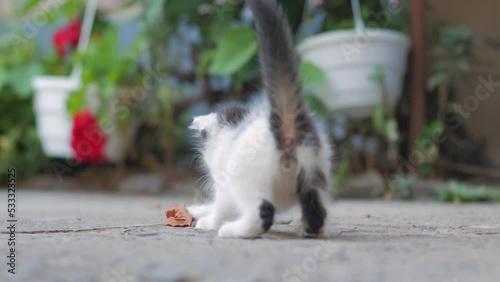 The kitten is playing with a leaf outdoors
