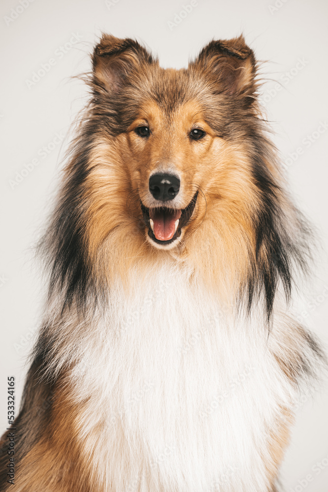 Portrait rough Collie Langhaar sable white im Studio, weißer Hintergrund stehend Portrait rough Collie Langhaar sable white im Studio, weißer Hintergrund stehend