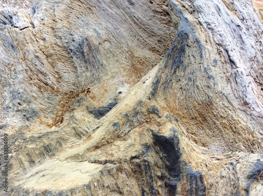 Petrified wood, stone texture background. Petrified wood, stone texture background.